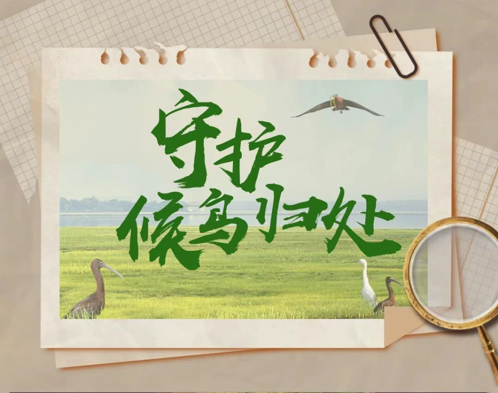 【世界地球日】守护候鸟归处
